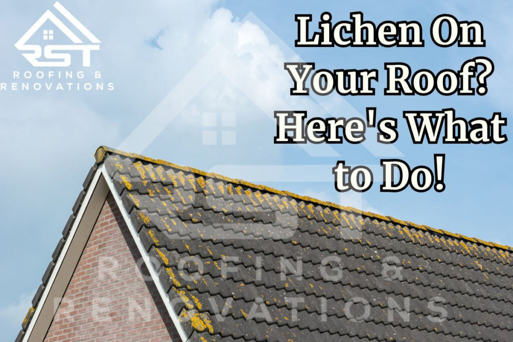 lichens on roof