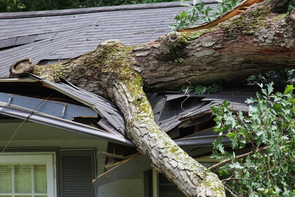 Tree Roof Damage